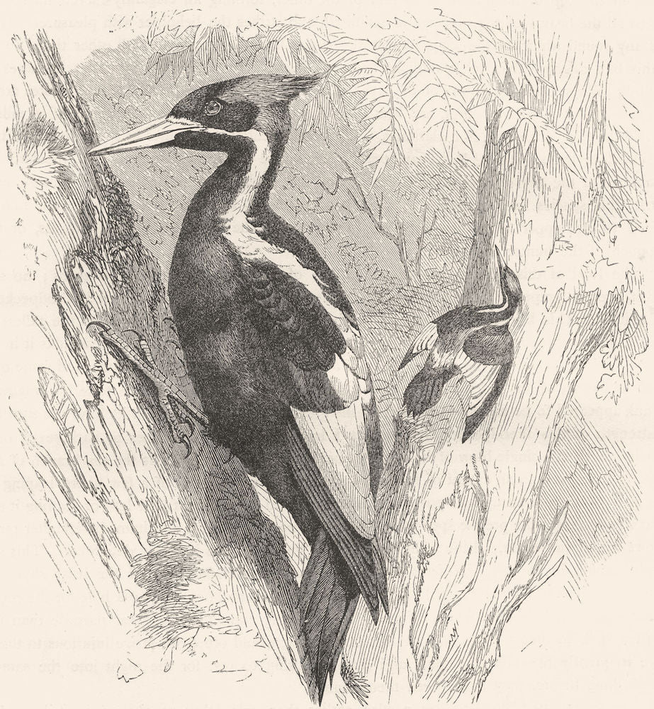 SEARCHER. Tree Climber. Ivory-Billed Woodpecker c1870 old antique print